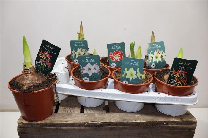 <h4>Hippeas Gem Exclusief</h4>