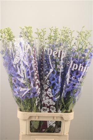<h4>Delph El Dewi Light Blue Smile</h4>