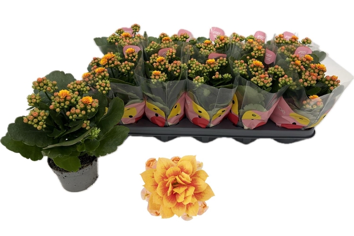 <h4>KAL GE MF GENEVA</h4>