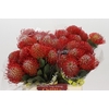 Nutans Ayoba Red