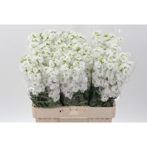 Matth Stox White