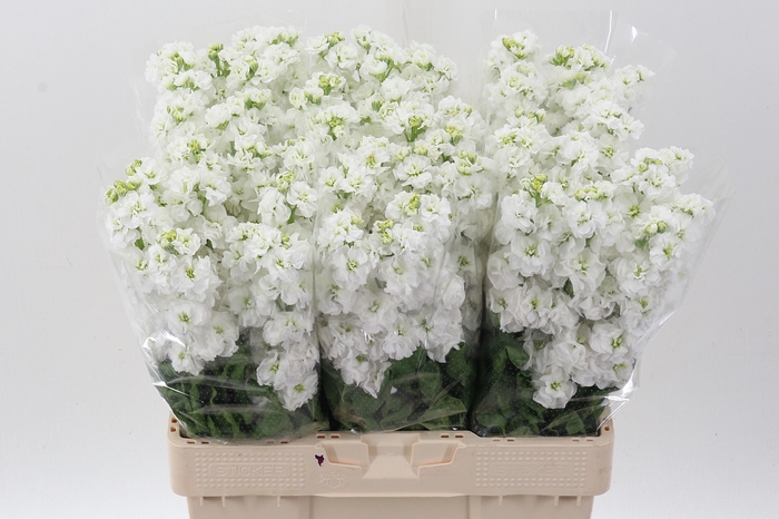 <h4>Matth Stox White</h4>