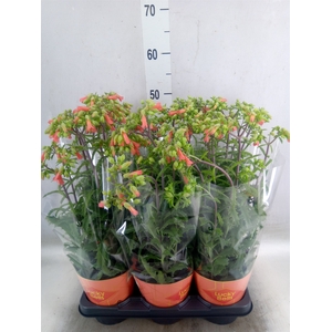 Kalanchoe HG 'Lucky Bells'