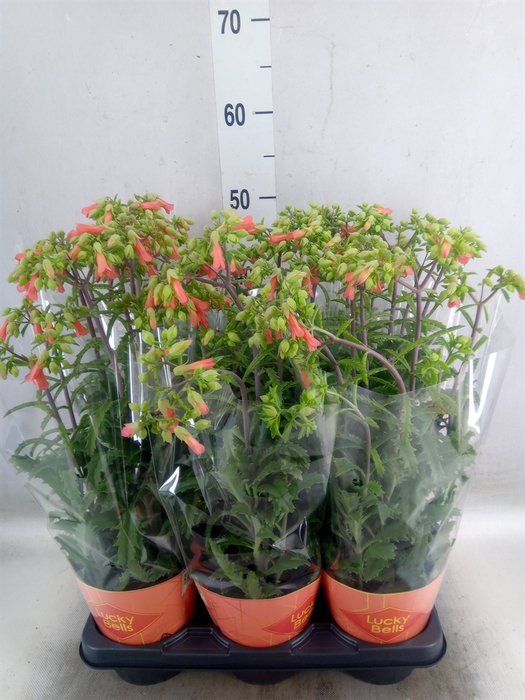 <h4>Kalanchoe HG 'Lucky Bells'</h4>