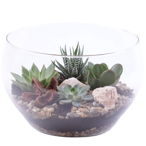 Yearround Arr. Succulent Glass Bowl Rounded Ø25cm 4PP