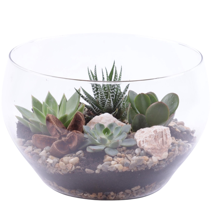 <h4>Yearround Arr. Succulent Glass Bowl Rounded Ø25cm 4PP</h4>