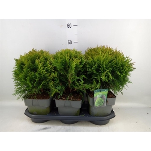 Thuja occid. 'Danica'