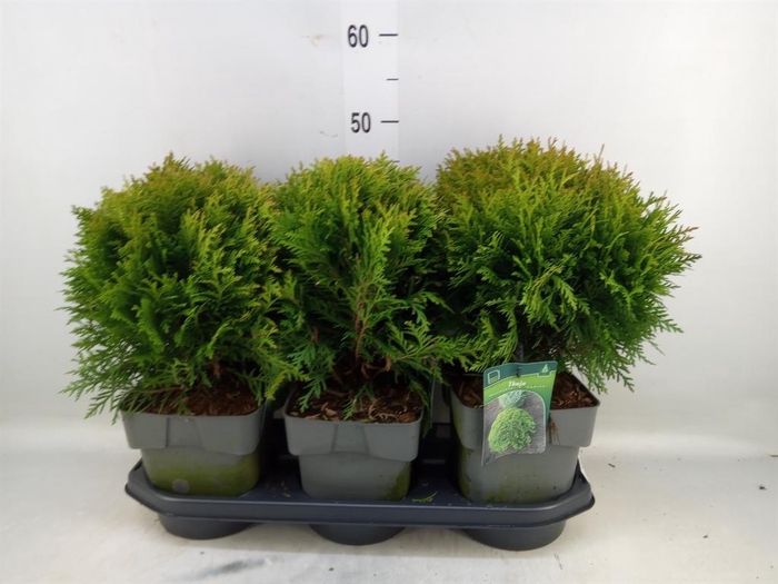 <h4>Thuja occid. 'Danica'</h4>