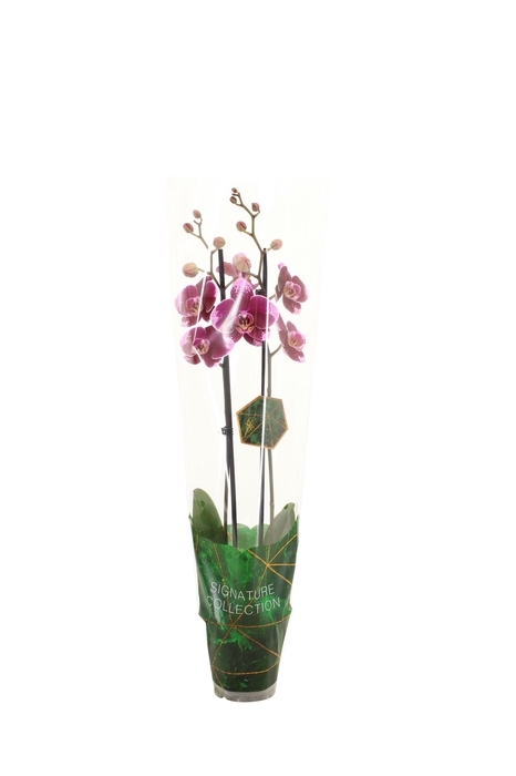 <h4>Signature Phal Faction 2T16+</h4>