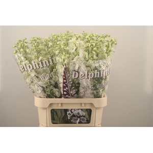 Delph El Dewi Siberia White
