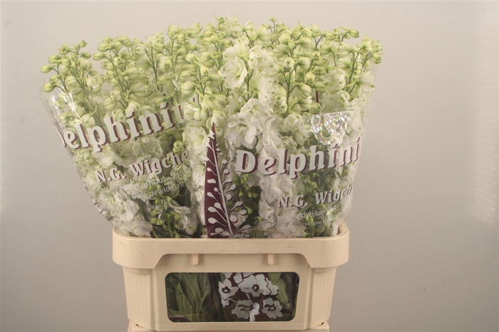 <h4>Delph El Dewi Siberia White</h4>