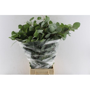 Euca Populus 300 Gram Extra Pt