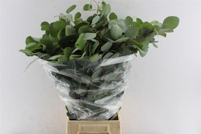 <h4>Euca Populus 300 Gram Extra Pt</h4>