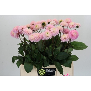 Dahlia Wizard of Oz