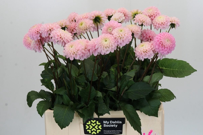<h4>Dahlia Wizard of Oz</h4>
