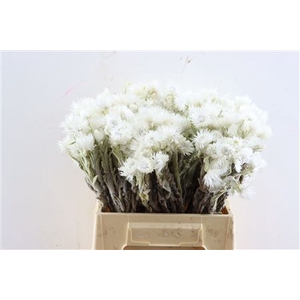 DRY KAAPS CAPE SNOW P BUNCH
