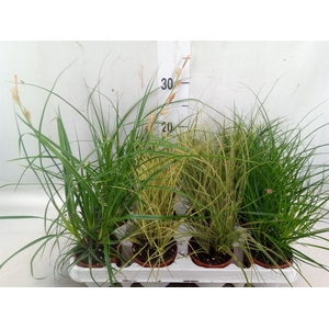 Carex   ...mix