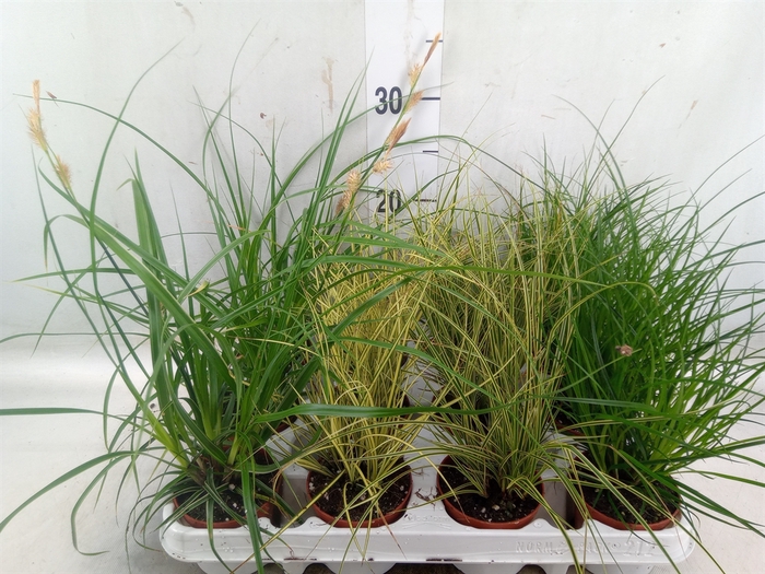 <h4>Carex   ...mix</h4>
