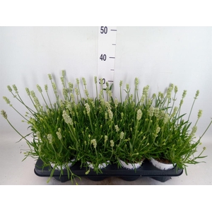 Lavandula interm. 'Edelweiss'