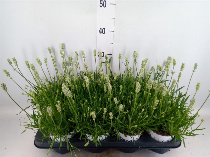 <h4>Lavandula interm. 'Edelweiss'</h4>