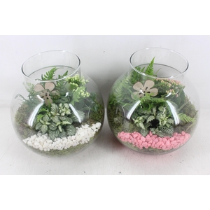 arr2 PL - Bolglas nek XL - roze/wit