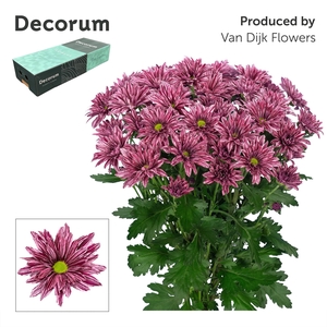 Chr T Stellini Decorum