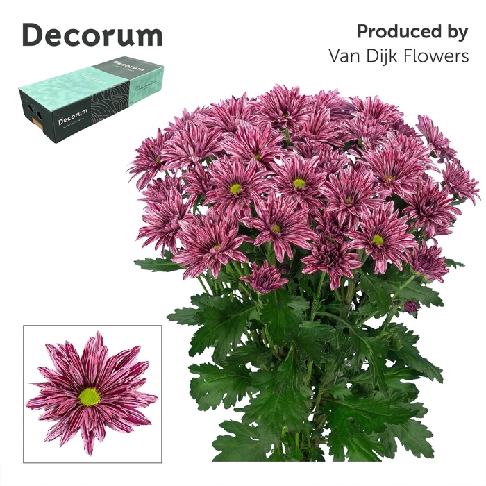 <h4>Chr T Stellini Decorum</h4>