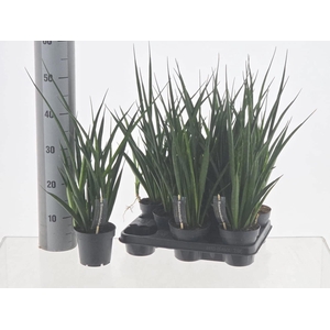 Sansev Kirki Friends