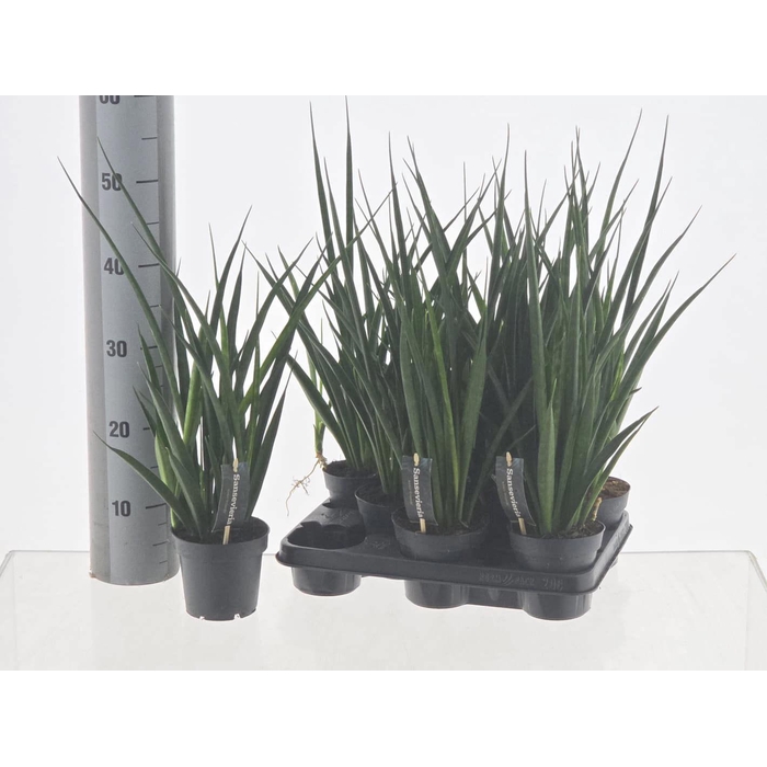 <h4>SANSEV KIRKI FRIENDS</h4>