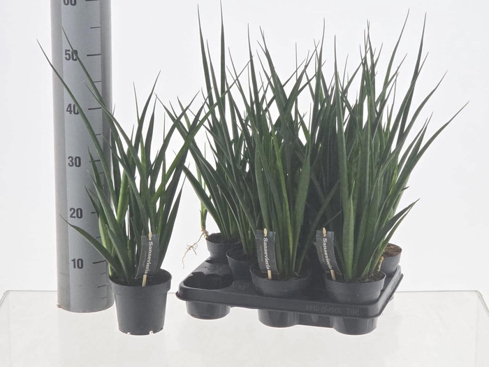 <h4>SANSEV KIRKI FRIENDS</h4>