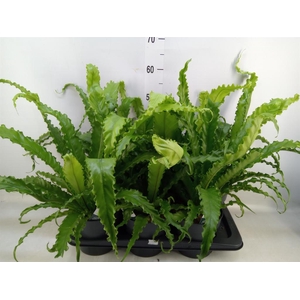 Asplenium antiquum 'Osaka'