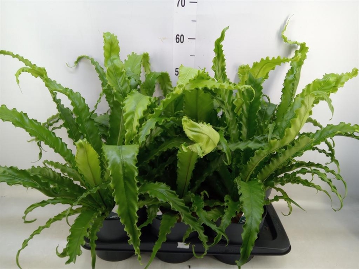 <h4>Asplenium antiquum 'Osaka'</h4>