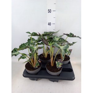 Alocasia   ...