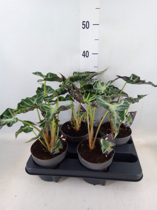 <h4>Alocasia   ...</h4>