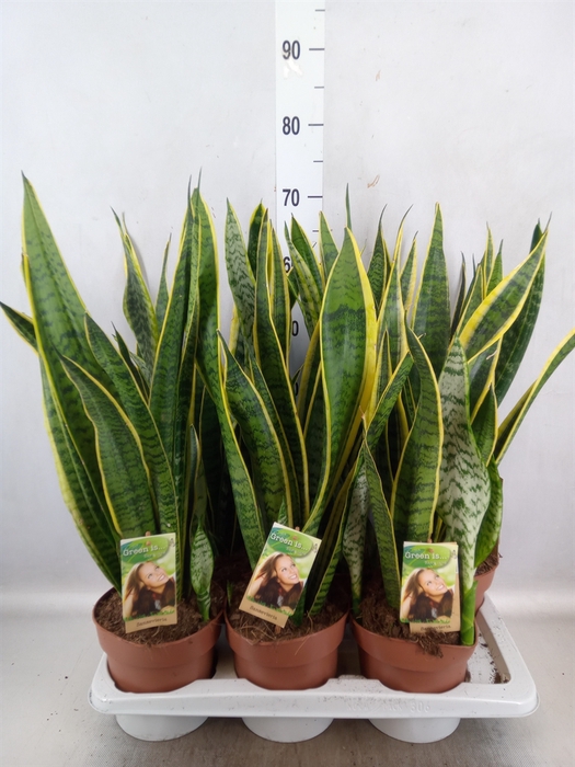 <h4>Sansevieria trifa. 'Laurentii'</h4>