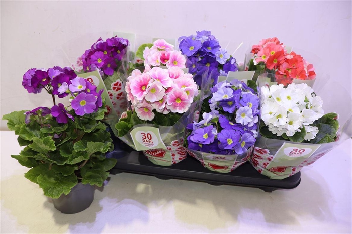 <h4>arr8 Prim Ob Tm Gem</h4>