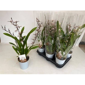 BRASSIA SUMMER DREAM