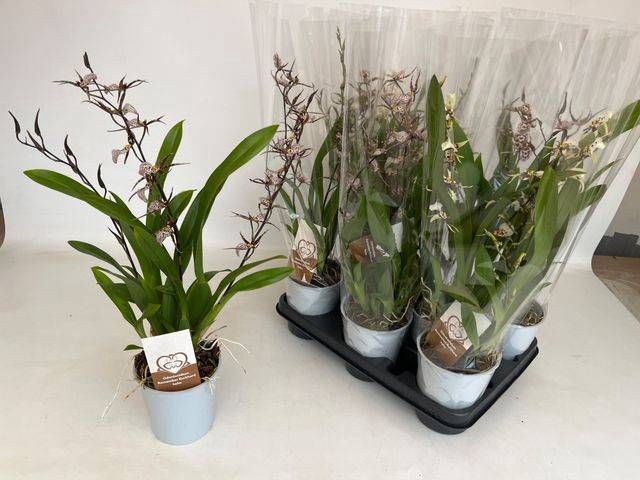 <h4>BRASSIA SUMMER DREAM</h4>
