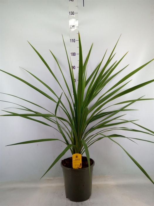 <h4>Cordyline indivisa 'Peko'</h4>