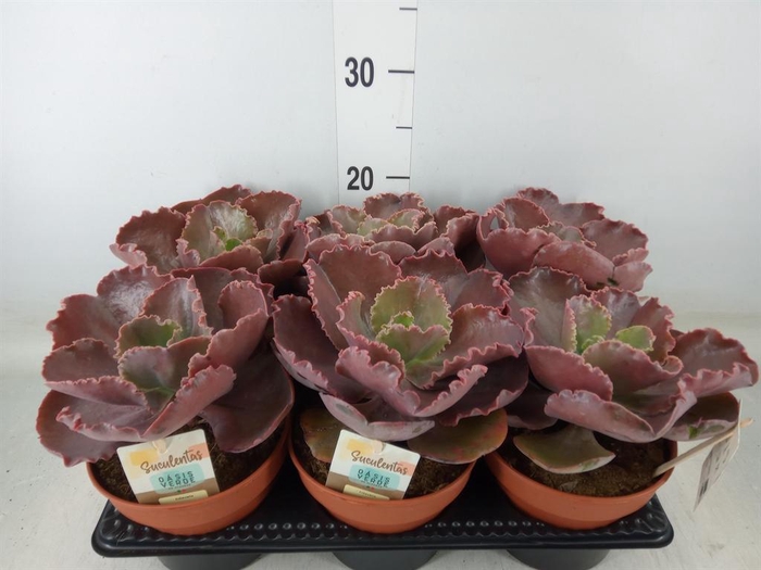 <h4>Echeveria ...</h4>