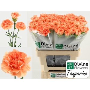 Di St Tangerine