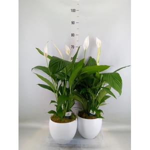 Spathiphyllum  'Bingo Cupido'