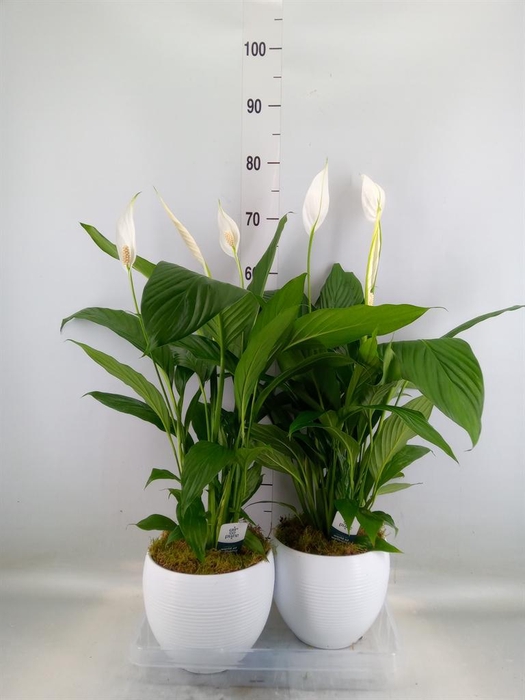<h4>Spathiphyllum  'Bingo Cupido'</h4>