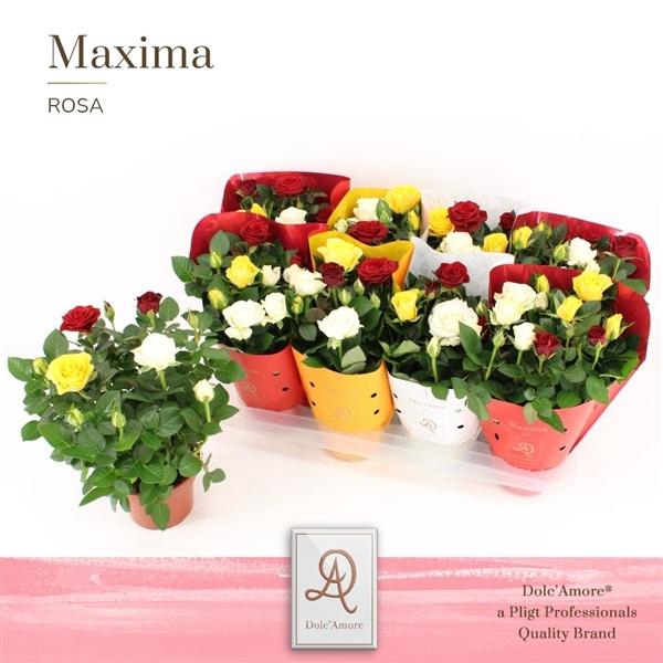 <h4>Rosa Amorosa mixed</h4>