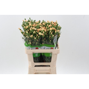 Di Tr Solomio Symply Tweety X20