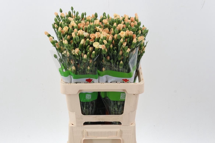 <h4>Di Solomio Tweety X20</h4>