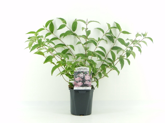 <h4>Deutzia hyb. Mont Rose C2</h4>