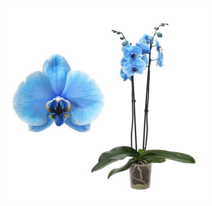 <h4>Phal I Am Blue 2 Tak 14+</h4>