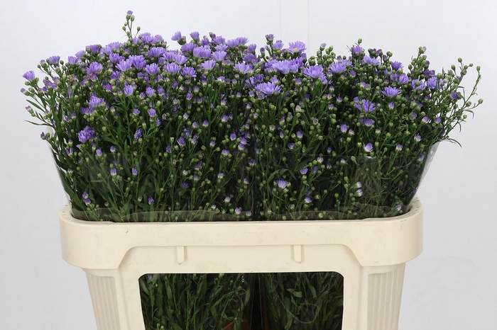 <h4>Aster Cassandra</h4>