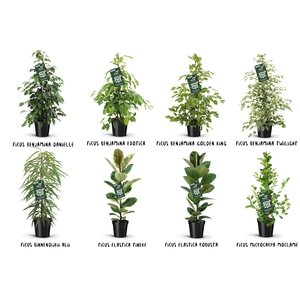 Ficus Groen mix